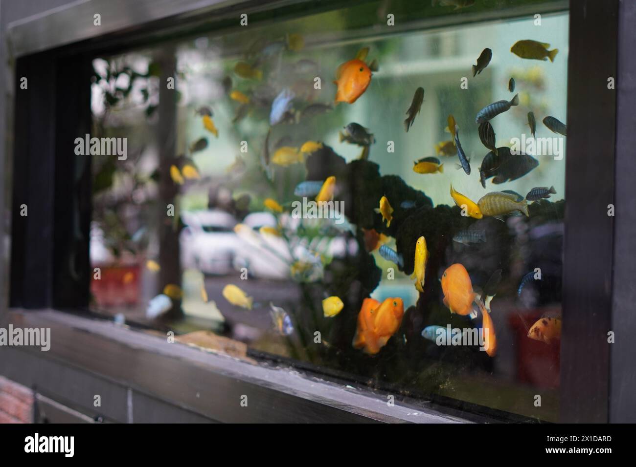 Das Aquarium mit Buntbarsch ist klar und mit bunten Fischen gefüllt Stockfoto