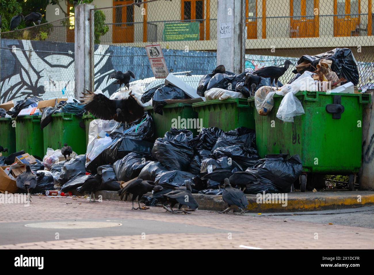 Viele Müllsäcke stapelten sich auf dem Boden neben Müllcontainern und Vögeln darauf Stockfoto