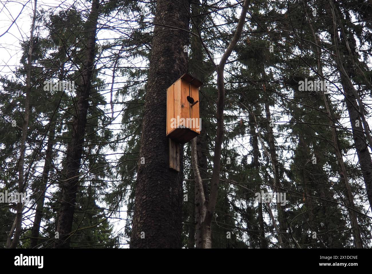 Ein Vogelhaus ist ein geschlossener künstlicher Nistplatz für kleine Vögel, die hauptsächlich in Hohlräumen nisten. Solche Nistplätze für kleine Passerinvögel sind oft verrückt Stockfoto