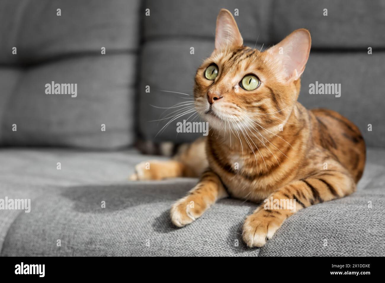 Eine bengalische Katze liegt auf einem grauen Sofa im Wohnzimmer. Katze im Innenraum. Stockfoto