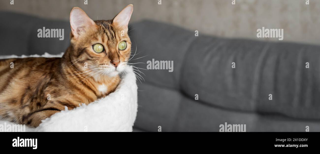 Bengalische Katze, die auf einem Katzenbett im Wohnzimmer liegt. Katze im Innenraum. Kopierbereich. Stockfoto