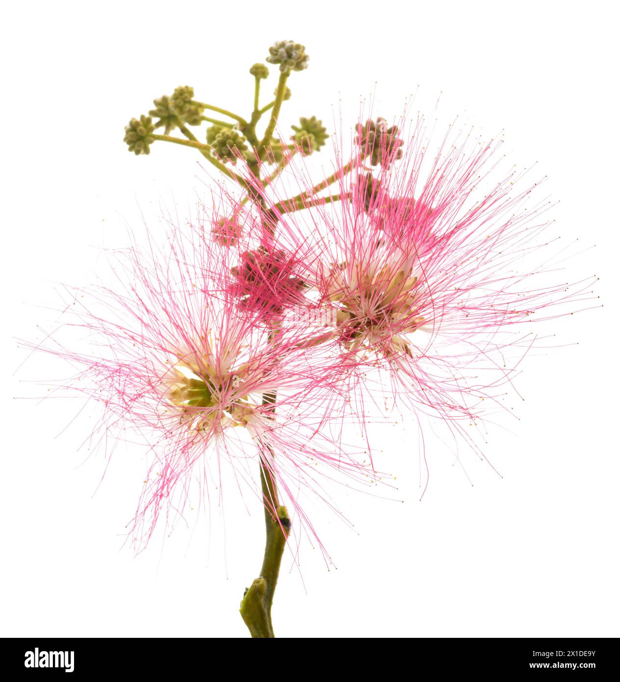 Rosafarbene Seidenblüten isoliert auf weiß Stockfoto