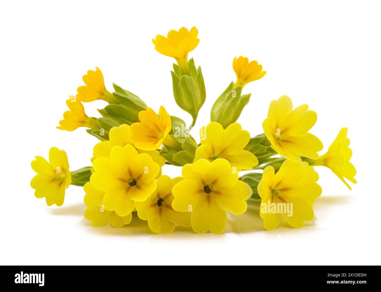 Cowslip Primrose Blumen isoliert auf weißem Hintergrund Stockfoto