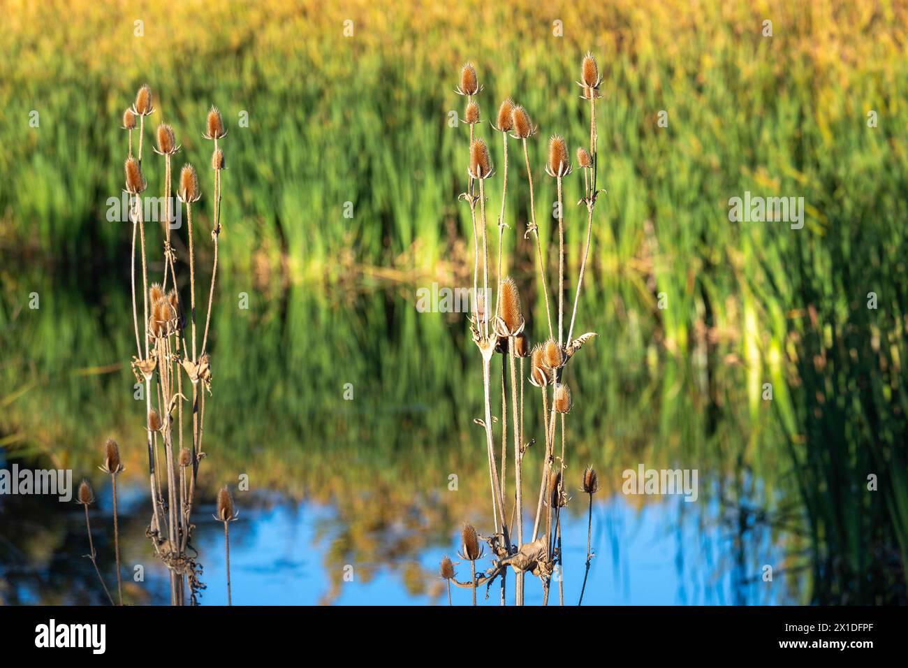 Wheat Ridge, Colorado – Wilde Teasel (Dipsacus fullonum) wächst in einem Feuchtgebiet im Vorort Denver. Stockfoto