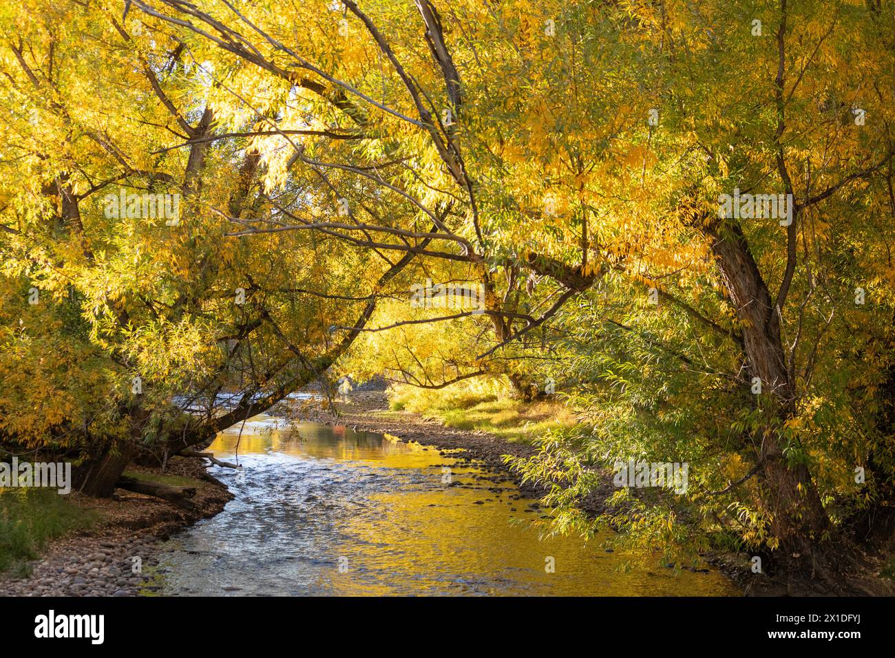 Wheat Ridge, Colorado – Clear Creek im Herbst, der von den Rocky Mountains in Richtung South Platte River in Denver fließt. Stockfoto