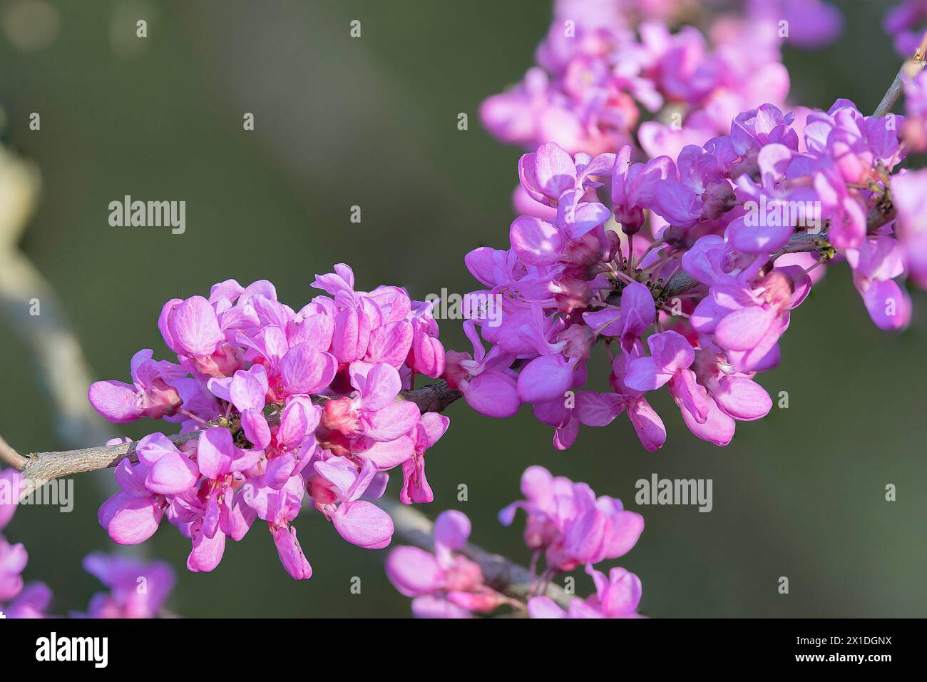 japanische Kirsche in voller Blüte über unscharfem grünem Hintergrund Stockfoto