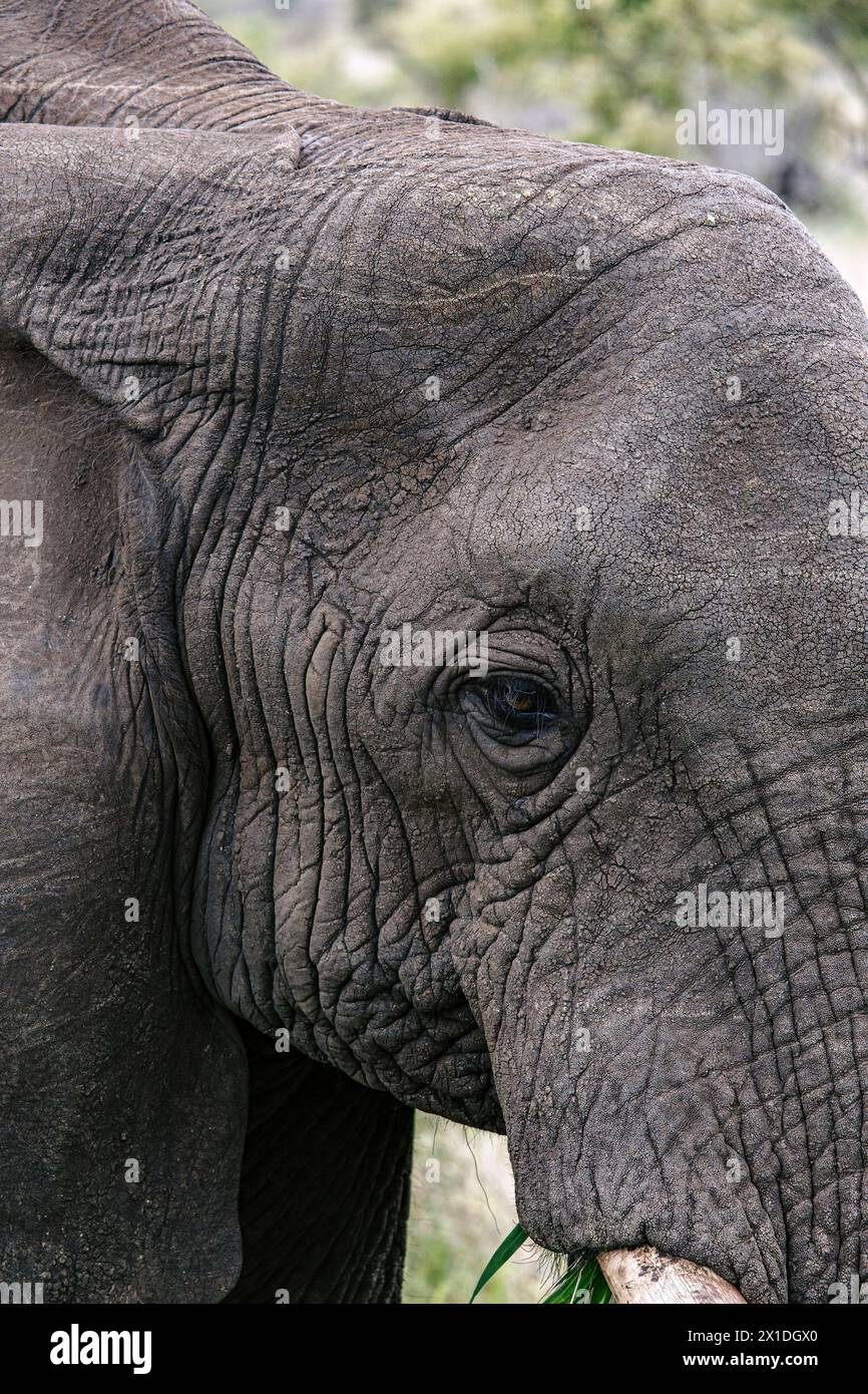 Augen- und graue Hautdetails afrikanischer Elefanten-Nahaufnahme. Tiere Wildtiere vertikaler Hintergrund. Tapete der wilden Natur. Kruger-Nationalpark, Südafrika Stockfoto
