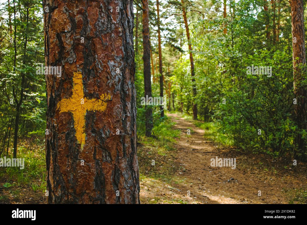 Kiefernstamm aus nächster Nähe mit einer gelben Markierung in Form eines Kreuzes vor dem Hintergrund eines sonnendurchfluteten grünen Kiefernwaldes und Wanderwegs Stockfoto