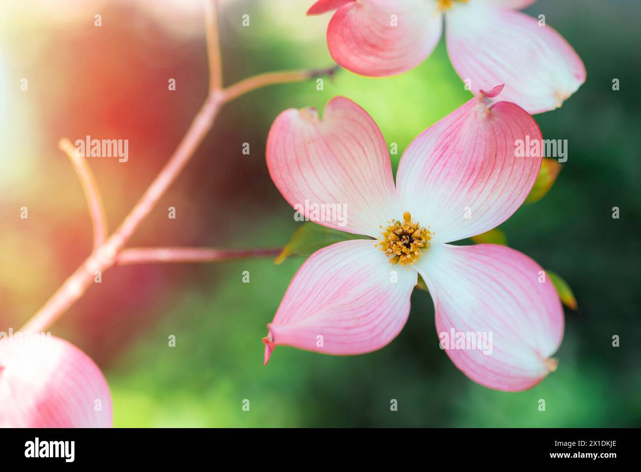 Cornus florida, die blühende rosafarbene Blume aus der Nähe. Stockfoto