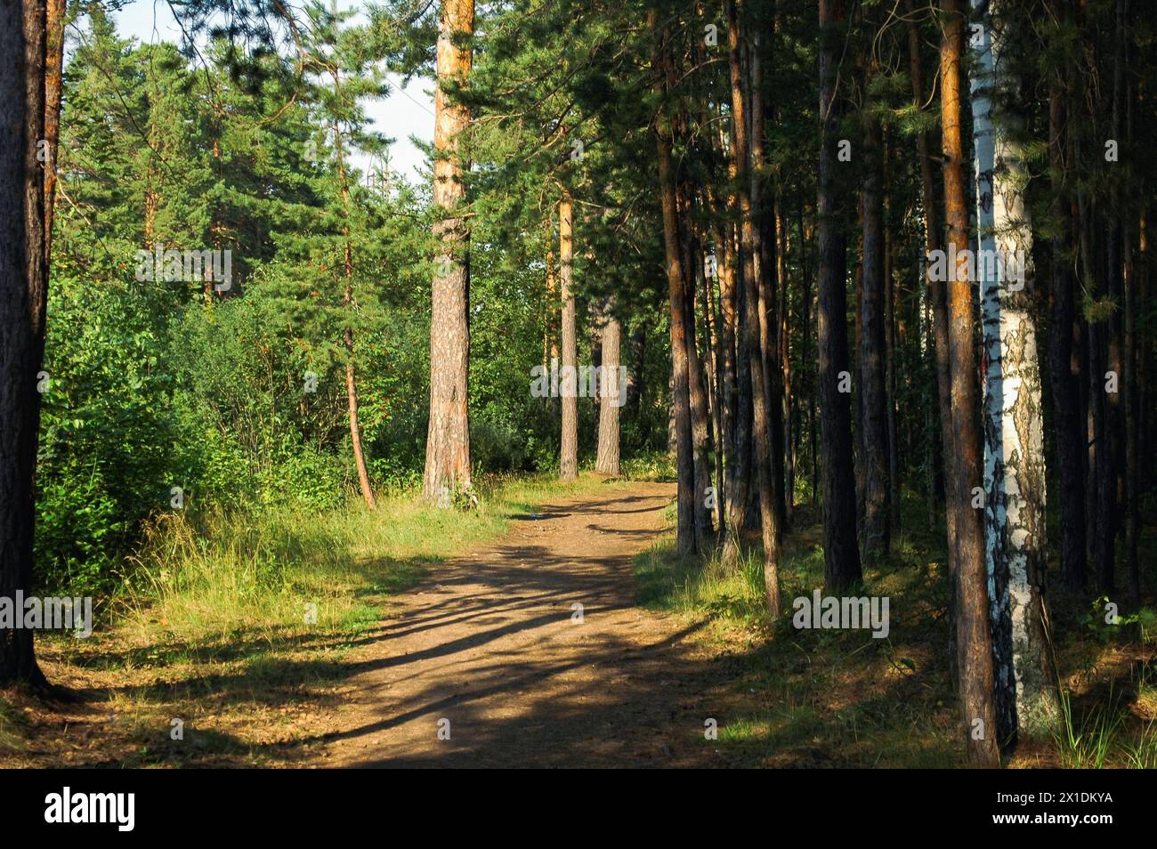 Im Sommer fallen Schatten auf sonnendurchflutetes Gras inmitten eines Mischwaldes Stockfoto