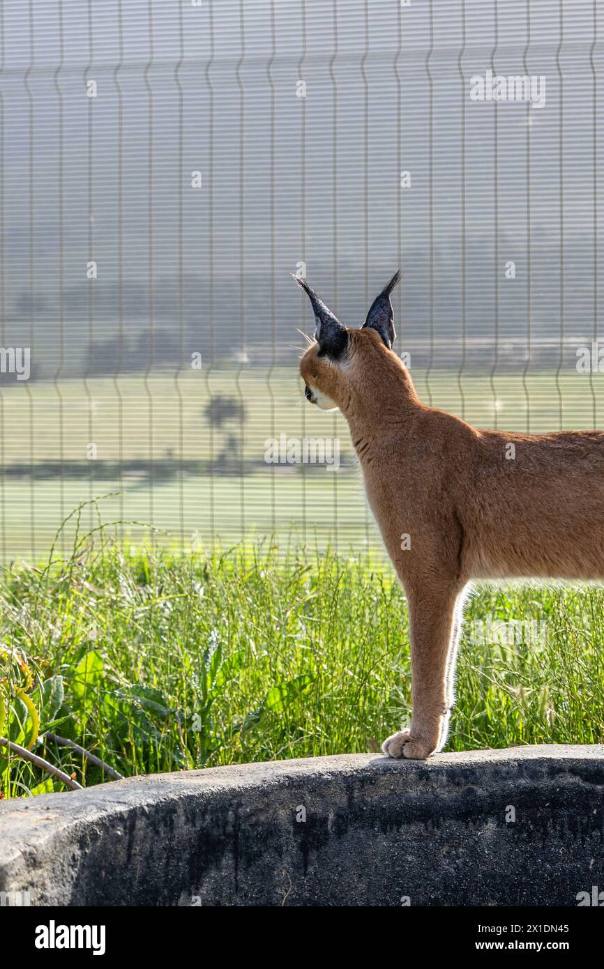 Caracal, große Katze spaziert auf dem Territorium des Rehabilitationszentrums, blickt in die Ferne durch Maschendrahtzaun, Streichelzoo Südafrika. Pflegen und pflegen Stockfoto