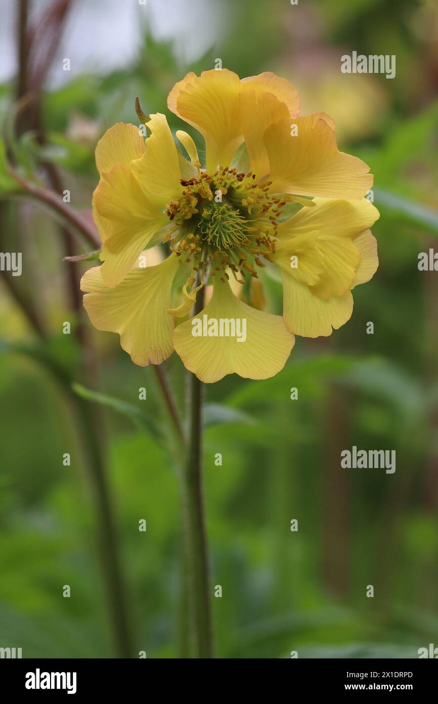 Nahaufnahme einer einzelnen gelben Geum flauschigen gelben Blüte vor einem natürlichen unscharfen Hintergrund Stockfoto