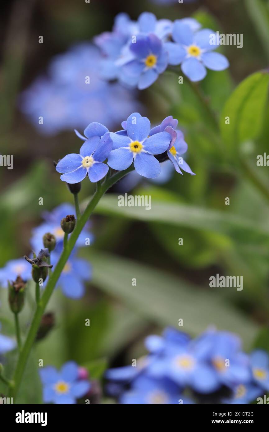 Nahaufnahme von kleinen Vergissmeinnicht-Blumen, verschwommener Hintergrund Stockfoto