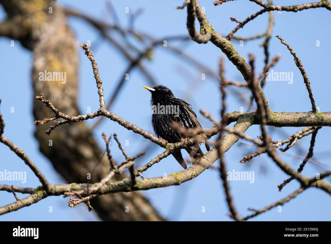 Der Sänger des Frühlings: starling in Pracht. Ein sturnus vulgaris rühmt sich mit seinem Brutgefieder unter den erwachenden Ästen des Frühlings Stockfoto