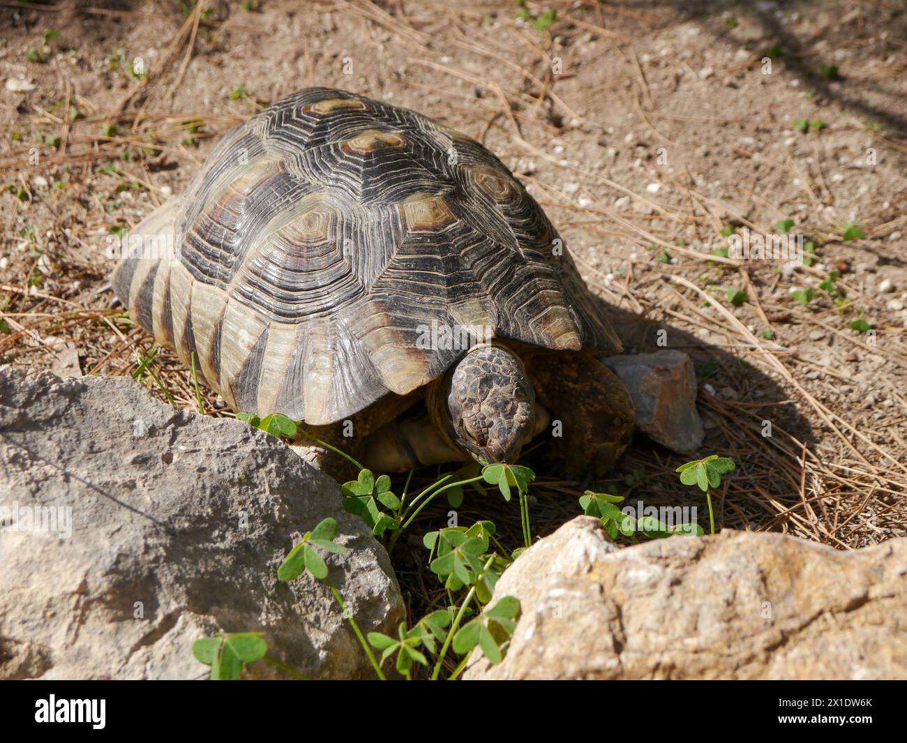 Griechische Schildkröte, Testudo graeca, auch bekannt als Sporenschildkröte oder Maurische Schildkröte Stockfoto