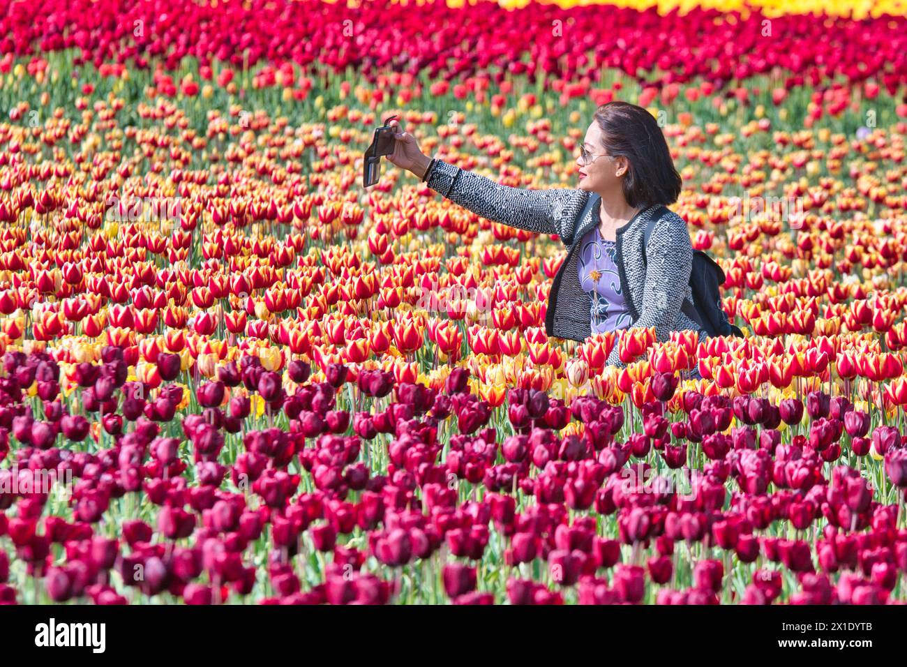 Tulpen für Tapping, Festival of Tulpen in Norfolk, April Stockfoto
