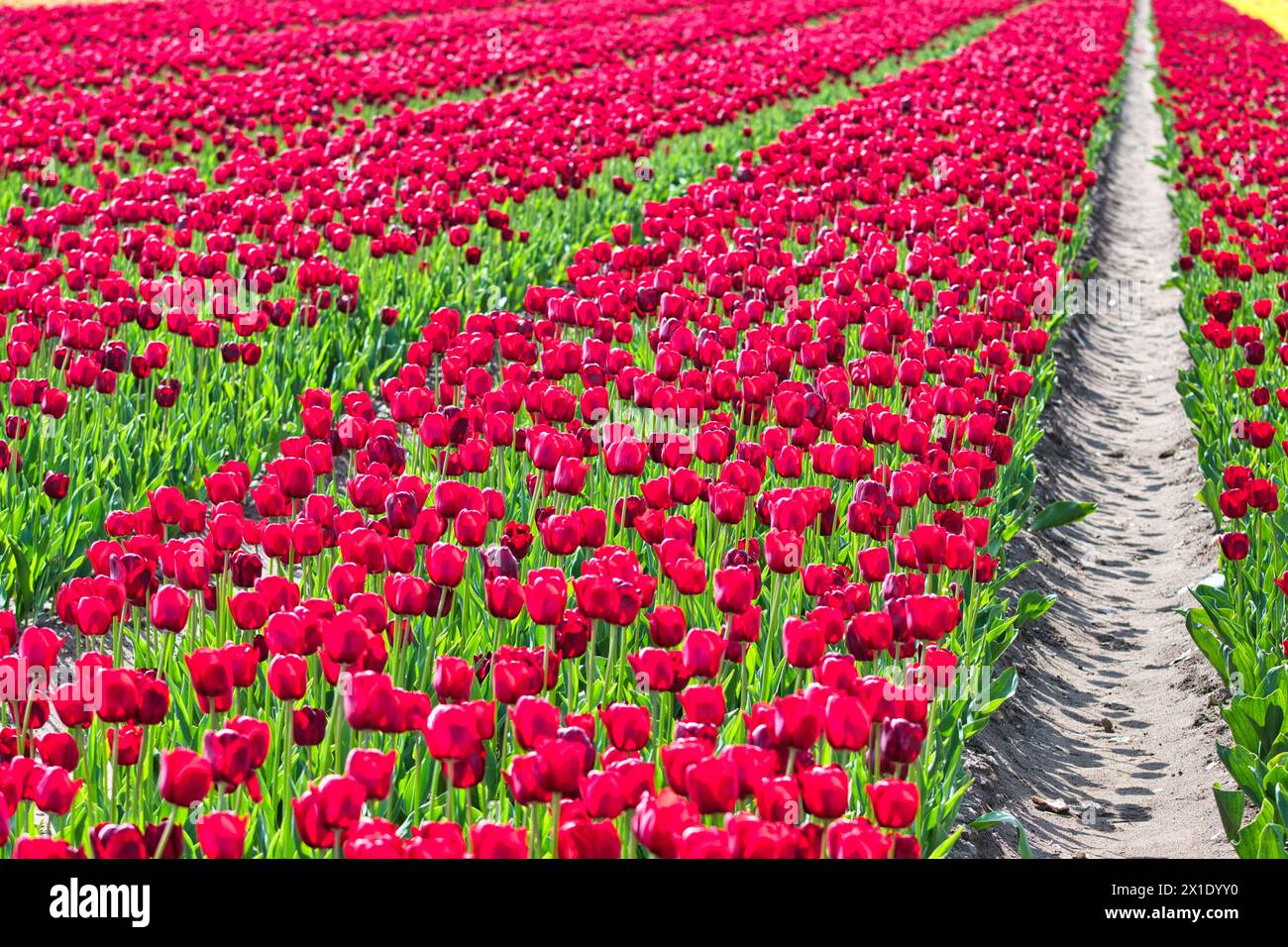 Tulip Field Norfolk Stockfoto