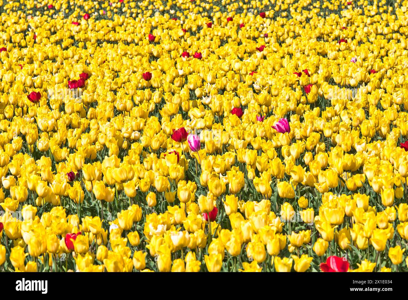 Tulpen Norfolk Stockfoto