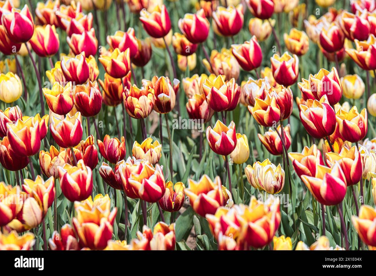 Tulpen Norfolk Stockfoto