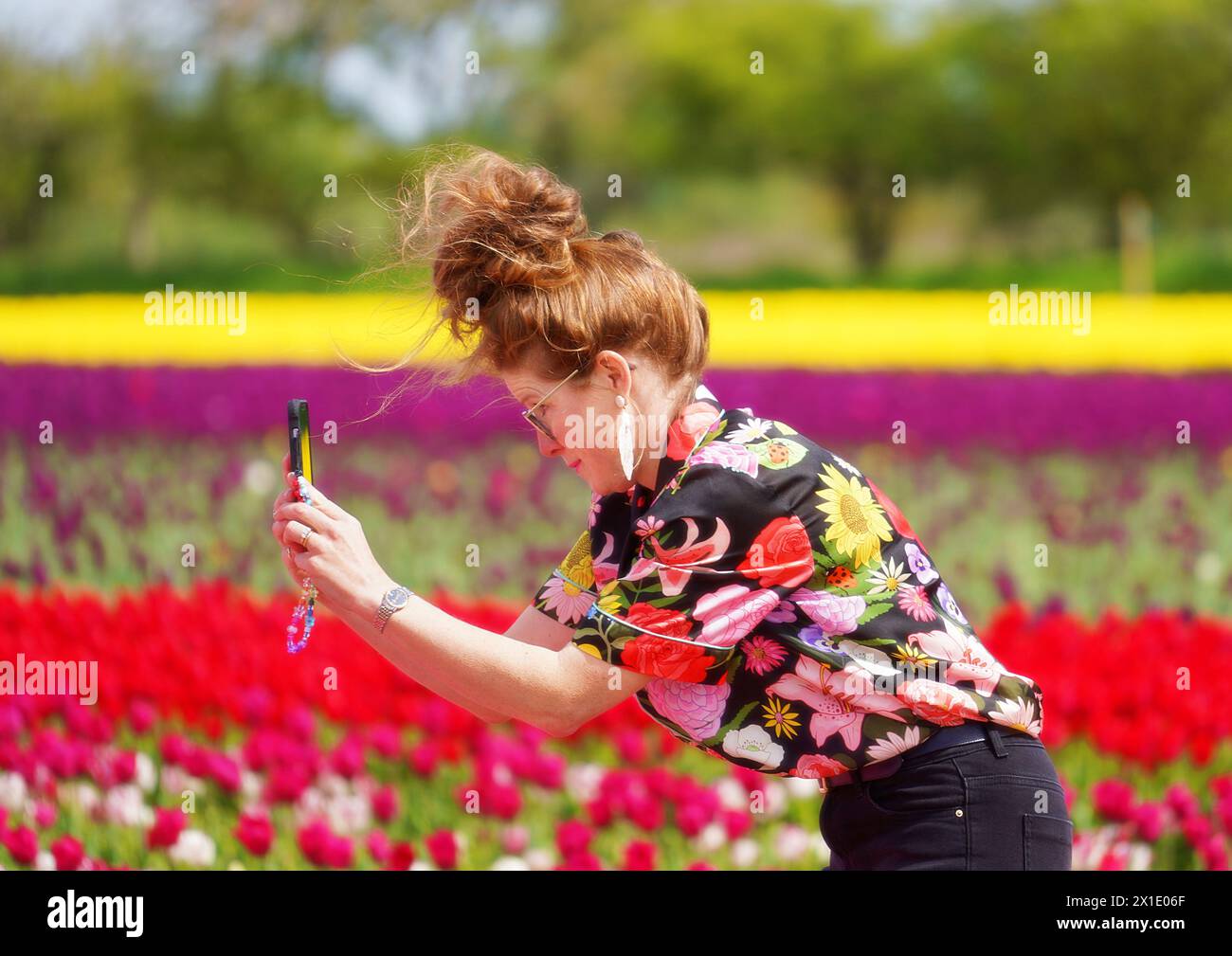 Eine Frau, die Tulpen auf einem Feld fotografiert Stockfoto
