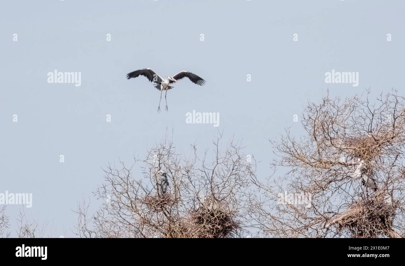 Wunderschöner wilder Vogel, großer grauer Reiher fliegt aus seinem Nest in einem Baum Stockfoto