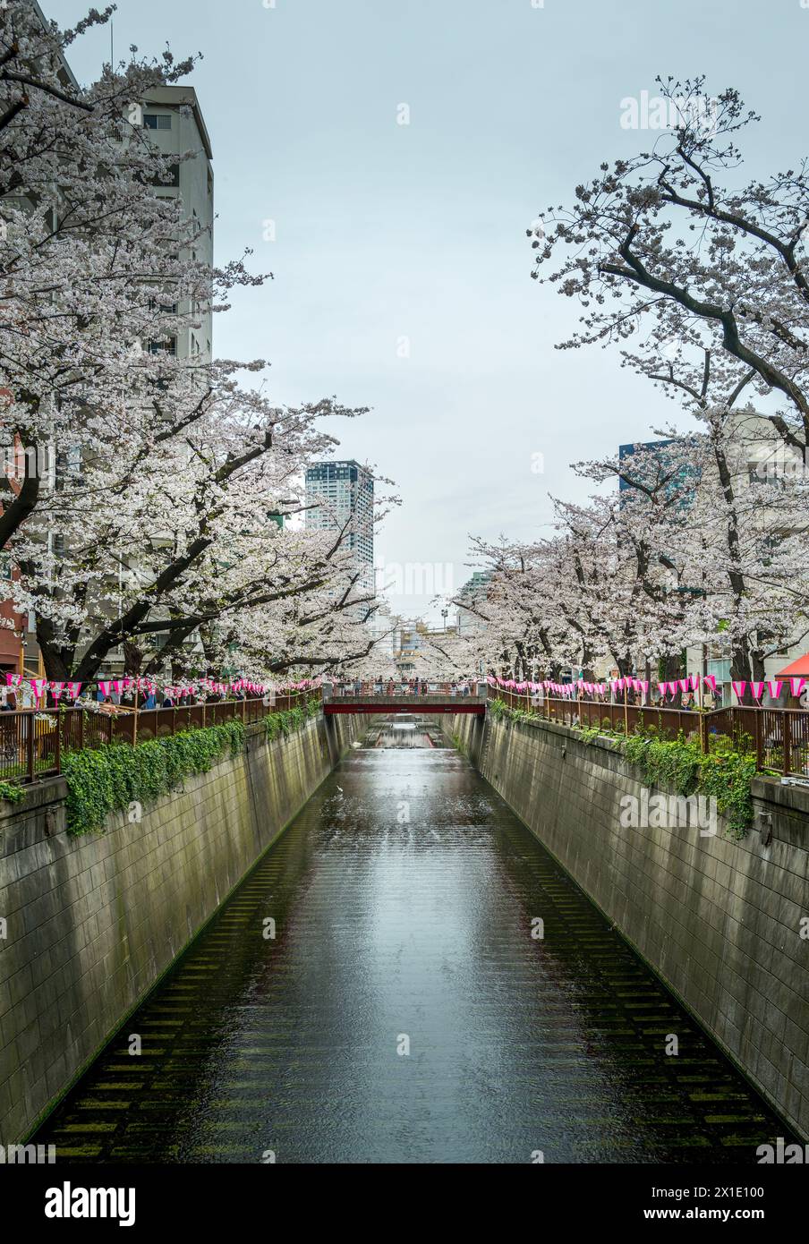 Kirschblüten (Sakura) auf dem Meguro River in Meguro, Tokio, Japan Stockfoto