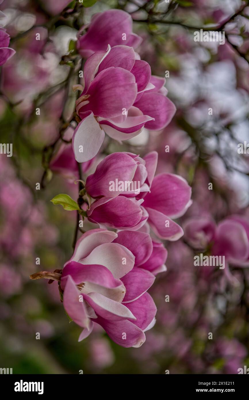 Rosa Magnolien blühen Stockfoto