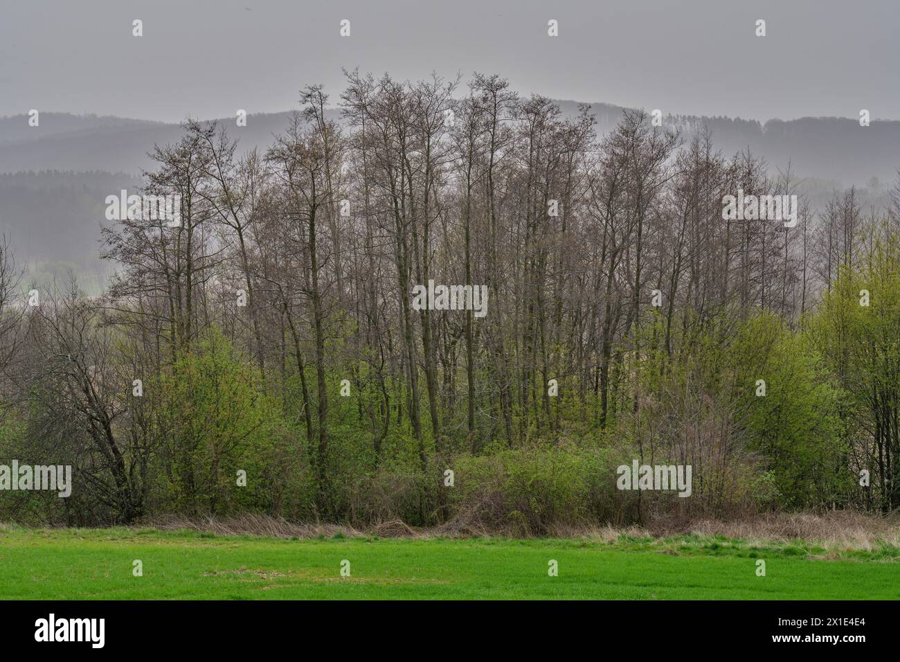 Ländliche Landschaft des Frühjahrs von Niederschlesien Polen Stockfoto