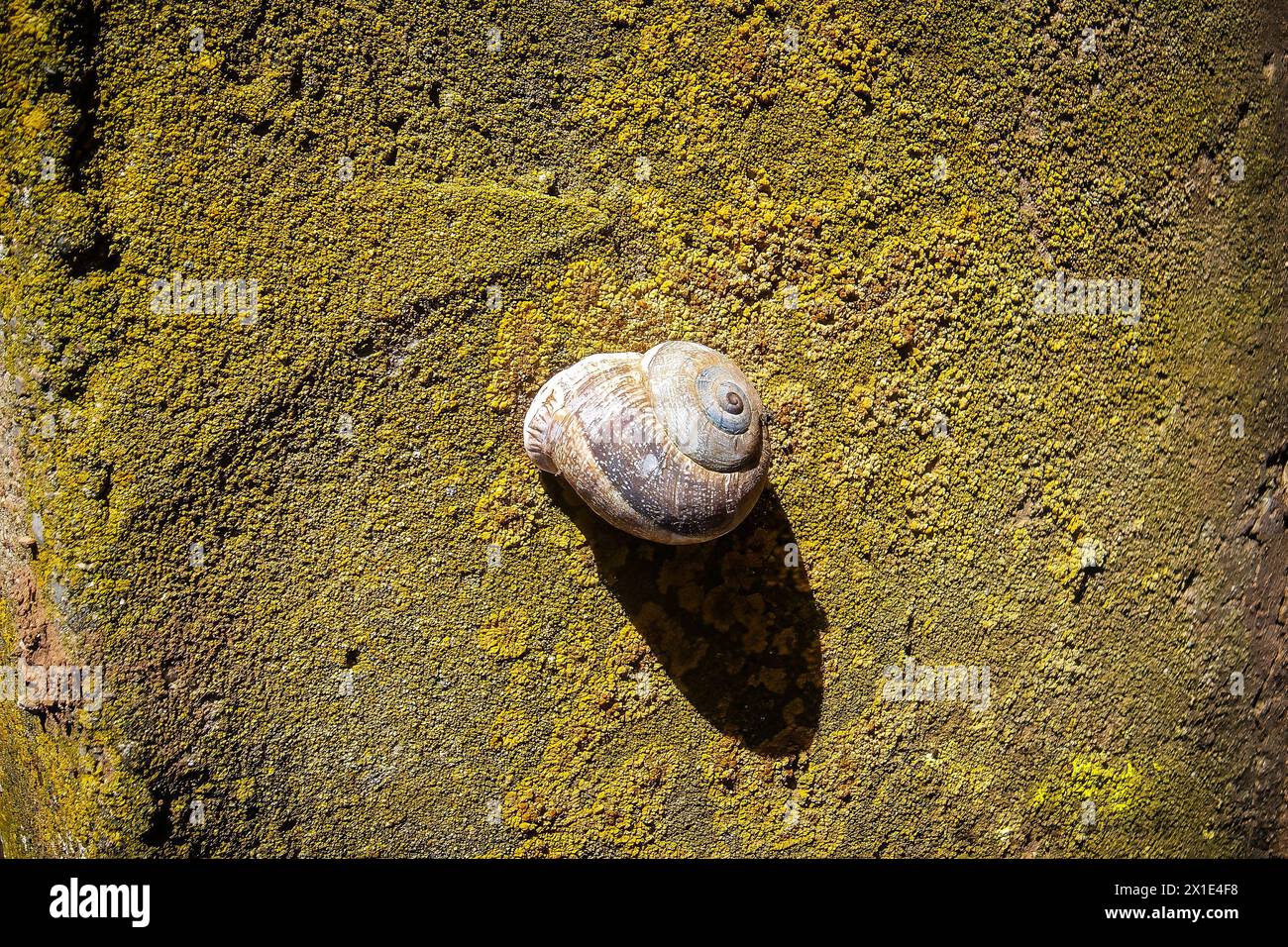 Schneckenschale, die an einer Wand voller grünlich-gelber Flechten befestigt ist, beschattet von der Sonne an der Wand Stockfoto