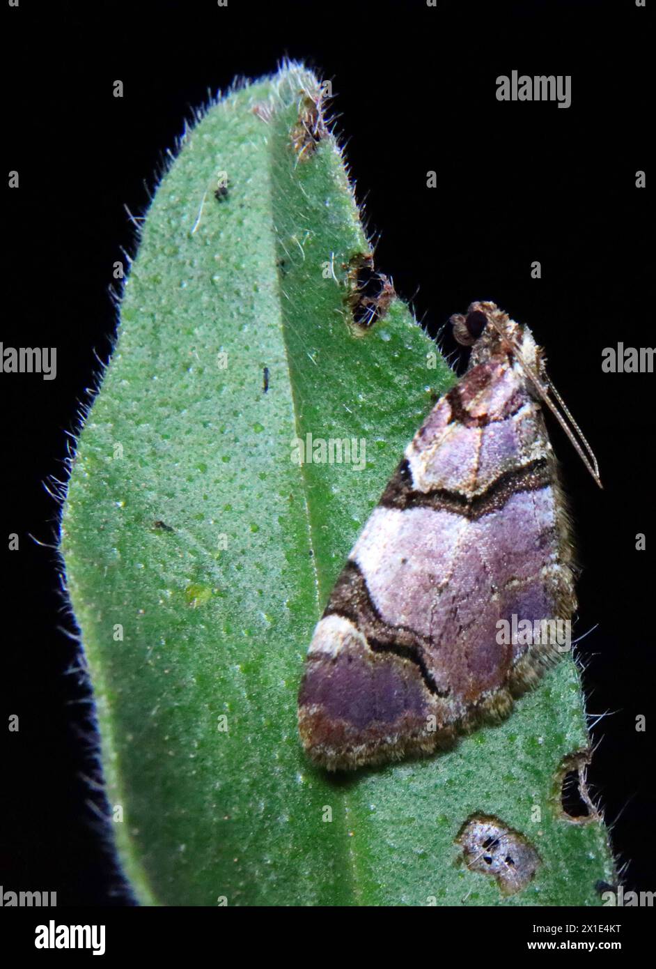 13.04.2024 / Sachsen Anhalt Sachsen-Anhalt Halle Schmetterling Schmetterlinge Falter Biodiversität Insekt Insekten Nachtfalter Macroaufnahme Makroaufnahme Makrofoto Makrofoto Anticlea derivata Denis & Schiffermüller , 1775 Schwarzbinden-Rosen-Blattspanner Schwarzbindiger Rosen-Blattspanner Geometridae Spanner *** 13 04 2024 Sachsen Anhalt Sachsen Anhalt Halle Schmetterlinge Motte Biodiversität Insekten Motte Makrofoto Makrofoto Makrofoto Anticlea derivata Denis Schiffermüller , 1775 Schwarzbänderrosenblattpfeffer Schwarzer Rosenblattpfeffer Geometridae Motte Stockfoto