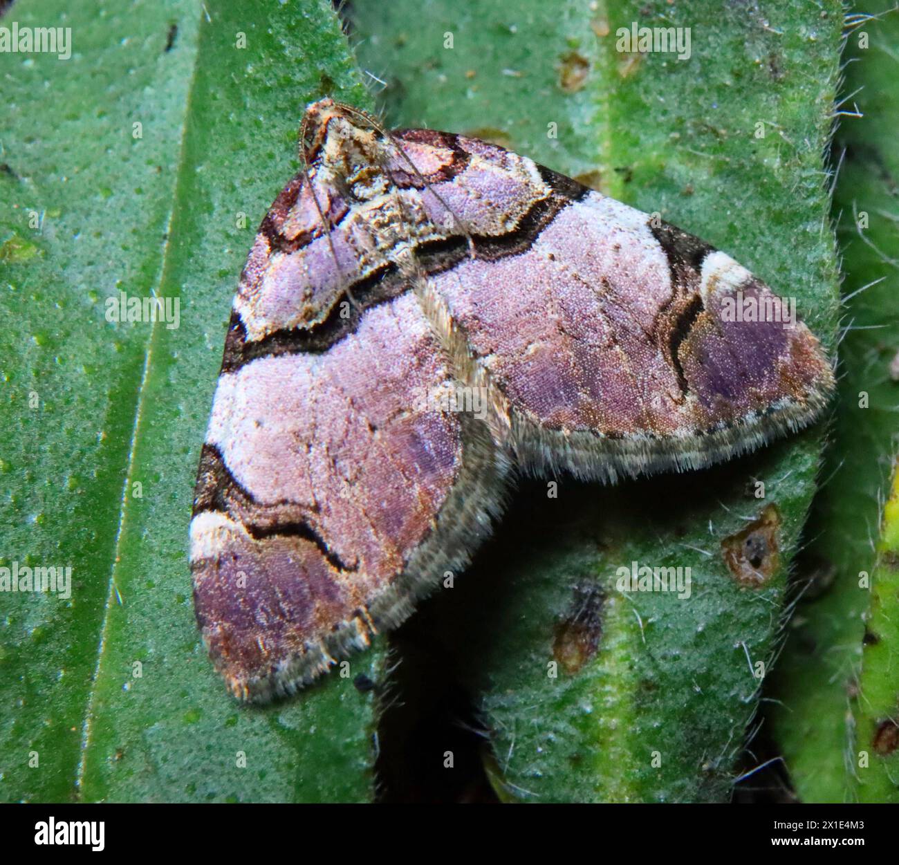 13.04.2024 / Sachsen Anhalt Sachsen-Anhalt Halle Schmetterling Schmetterlinge Falter Biodiversität Insekt Insekten Nachtfalter Macroaufnahme Makroaufnahme Makrofoto Makrofoto Anticlea derivata Denis & Schiffermüller , 1775 Schwarzbinden-Rosen-Blattspanner Schwarzbindiger Rosen-Blattspanner Geometridae Spanner *** 13 04 2024 Sachsen Anhalt Sachsen Anhalt Halle Schmetterlinge Motte Biodiversität Insekten Motte Makrofoto Makrofoto Makrofoto Anticlea derivata Denis Schiffermüller , 1775 Schwarzbänderrosenblattpfeffer Schwarzer Rosenblattpfeffer Geometridae Motte Stockfoto