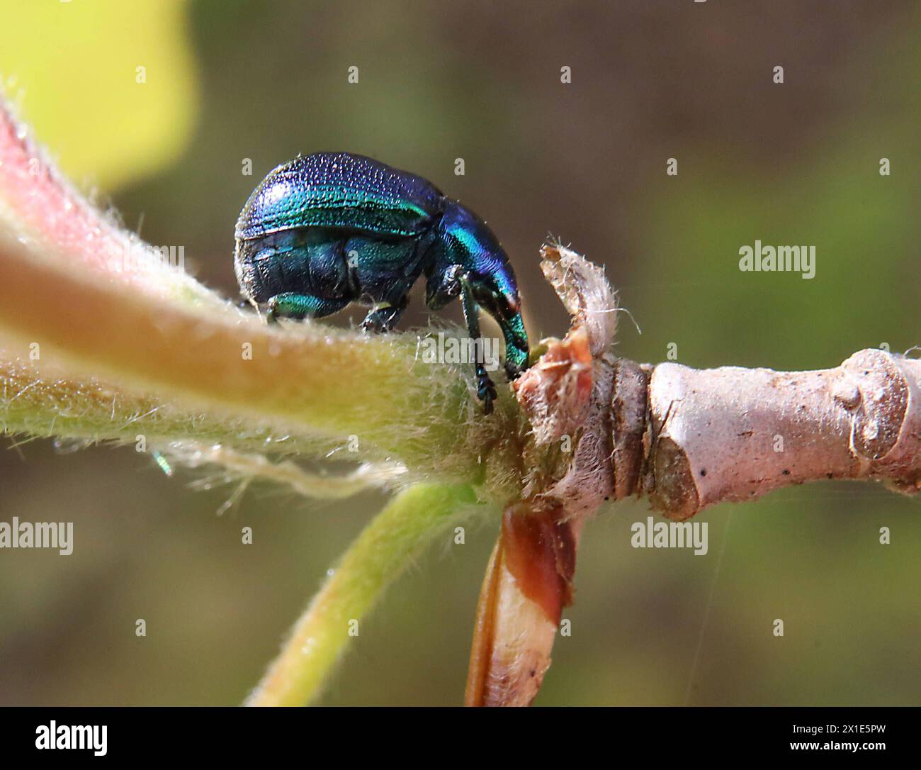 13.04.2023/ Sachsen Anhalt Sachsen-Anhalt Käfer Kerfe Coleoptera Biodiversität Insekt Insekten Macroaufnahme Makrofoto Makrofoto der Rebenstecher oder Rebstecher , lokal auch Rebstichler oder Zigarrenwickler , Byctiscus betulae , fälschlicherweise auch Bytiscus betulae ist ein Käfer aus der Familie der Blattroller Unterfamilie Rhynchitinae oder Triebstecher , Triebstecher , die mit den Rüsselkäfern eng verwandt sind *** 13 04 2023 Sachsen Anhalt Sachsen Anhalt Käfer Coleoptera Biodiversität Insekten Makrofoto Makrofoto Makrofoto Makrofoto der Weinstecher oder Weinstecher , lokal Stockfoto