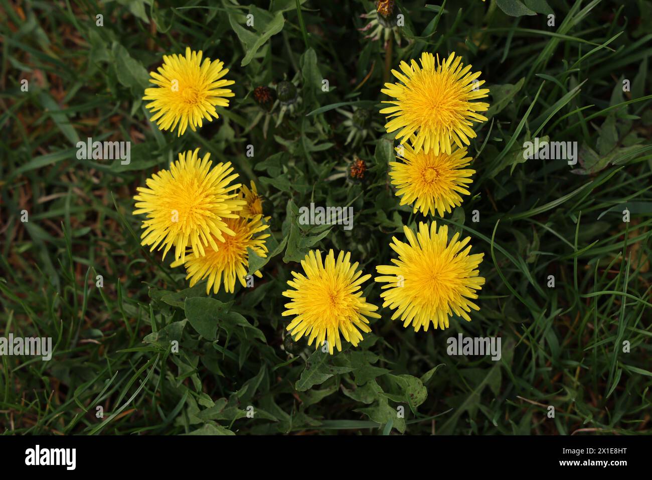 Gelbe Löwenzahn blühen im Frühjahr auf einem grünen Feld. Stockfoto