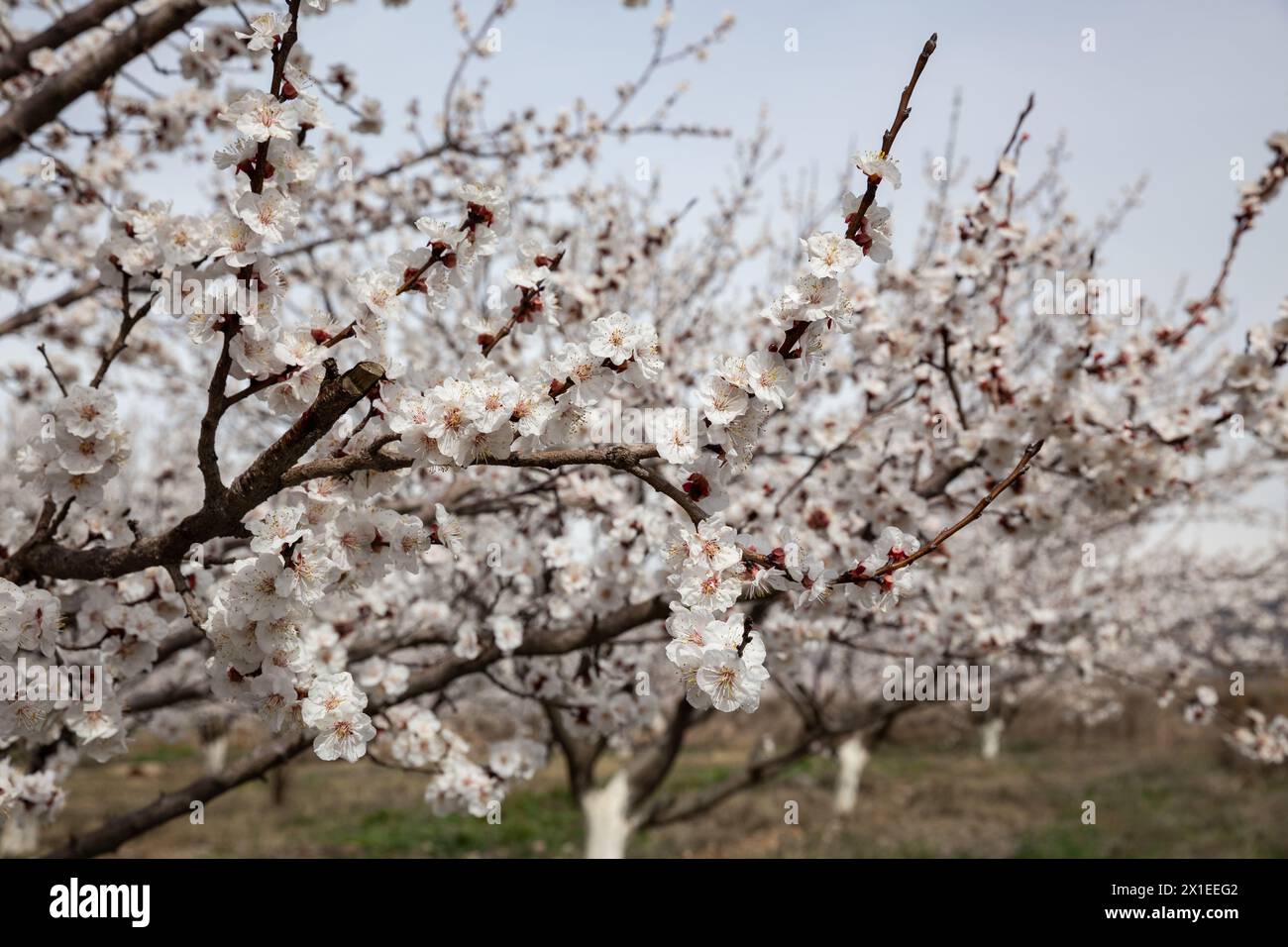 Obstgarten im Frühling. Blühende Aprikosenbäume. Wunderschöner natürlicher Hintergrund im Frühling Stockfoto