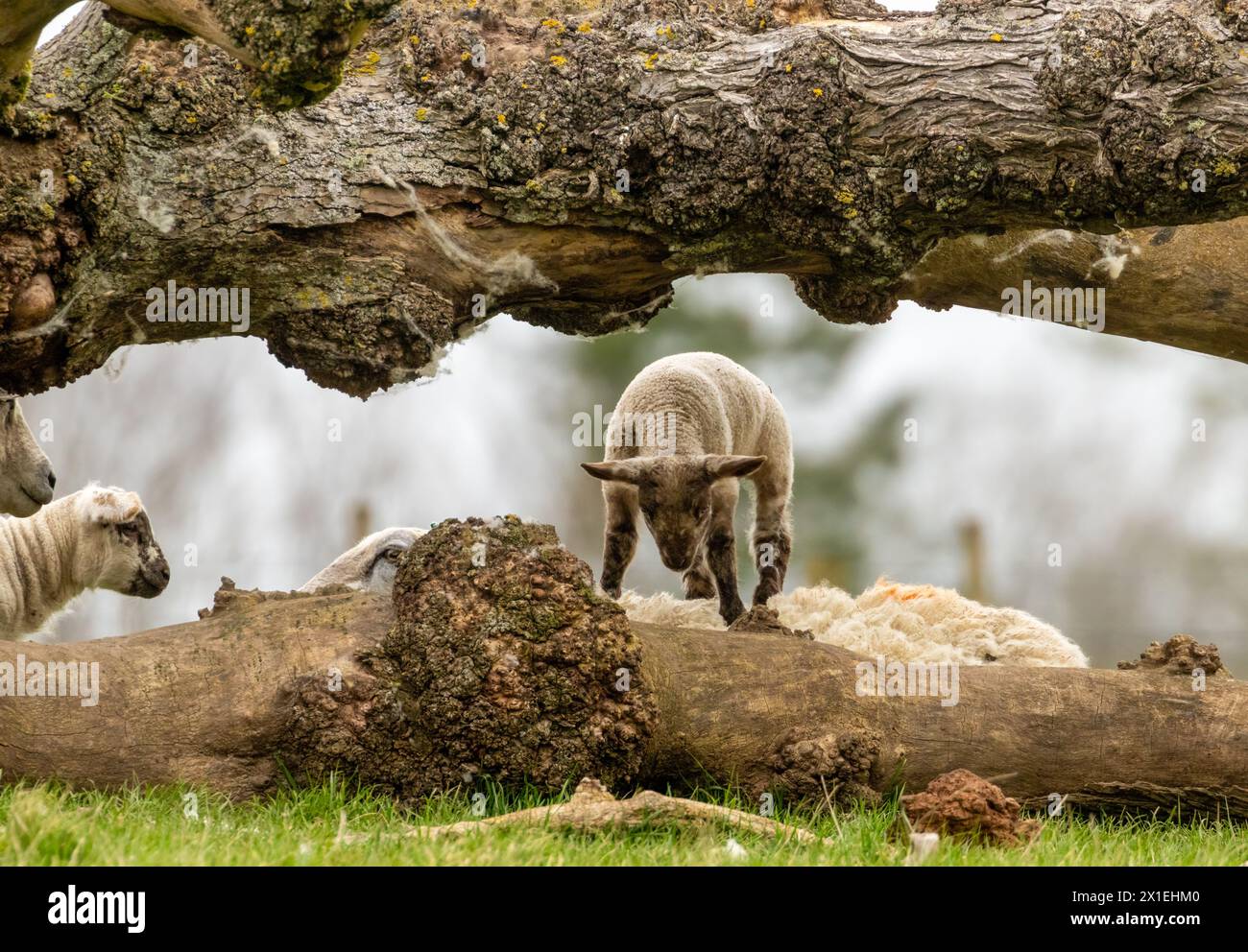 Lämmer spielen auf einem Feld hinter einem umgestürzten Baum auf dem Feld Stockfoto