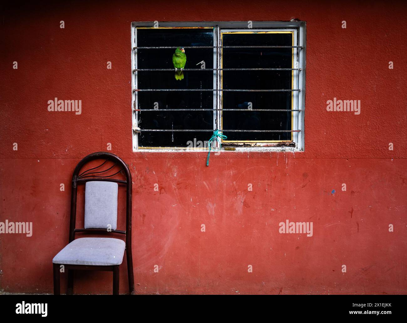 Ein Hauspapagei sitzt am Fenster in einem mexikanischen Haus. Oaxaca, Mexiko. Stockfoto
