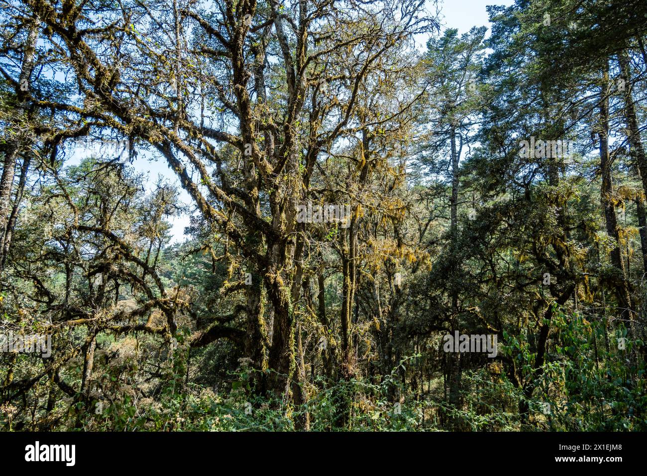 Moosbedeckte große Bäume im Bergwald von Oaxaca, Mexiko. Stockfoto