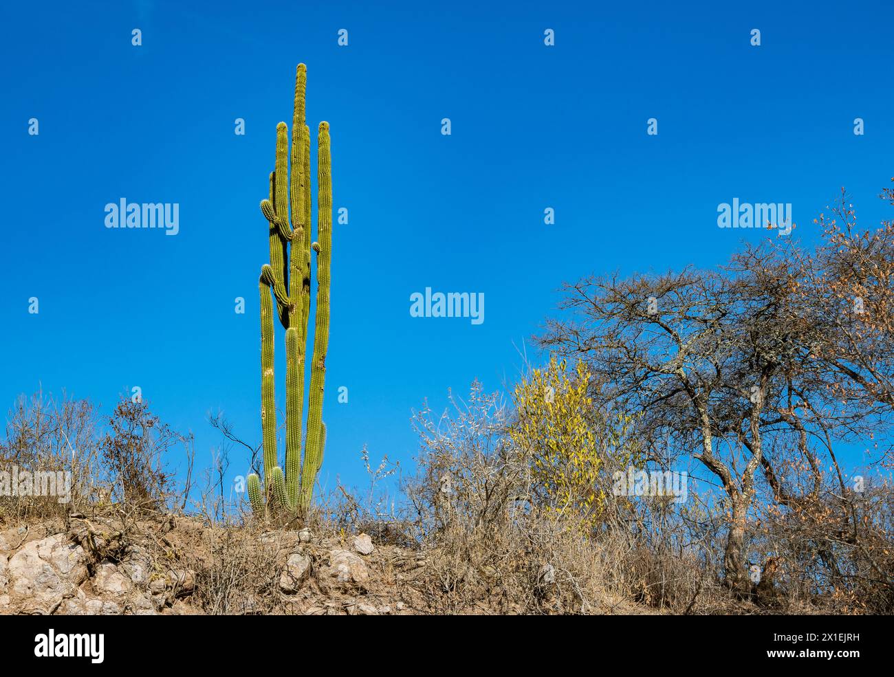 Riesenkaktus im Trockengebiet. Oaxaca, Mexiko. Stockfoto