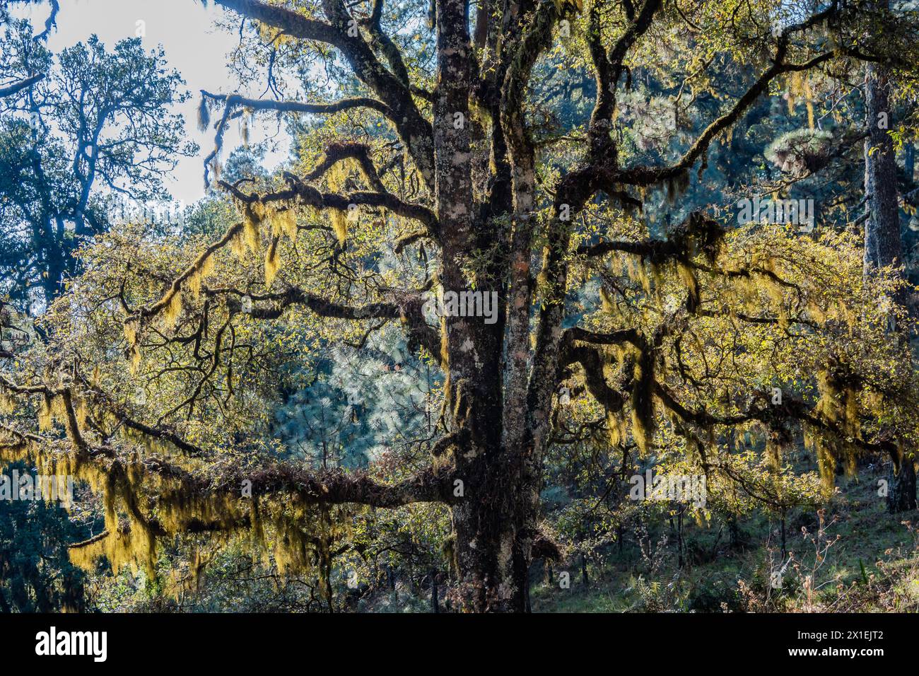 Moosbedeckte große Bäume im Bergwald von Oaxaca, Mexiko. Stockfoto