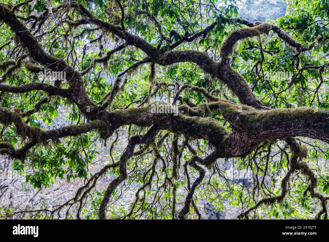 Moosbedeckte große Bäume im Bergwald von Oaxaca, Mexiko. Stockfoto