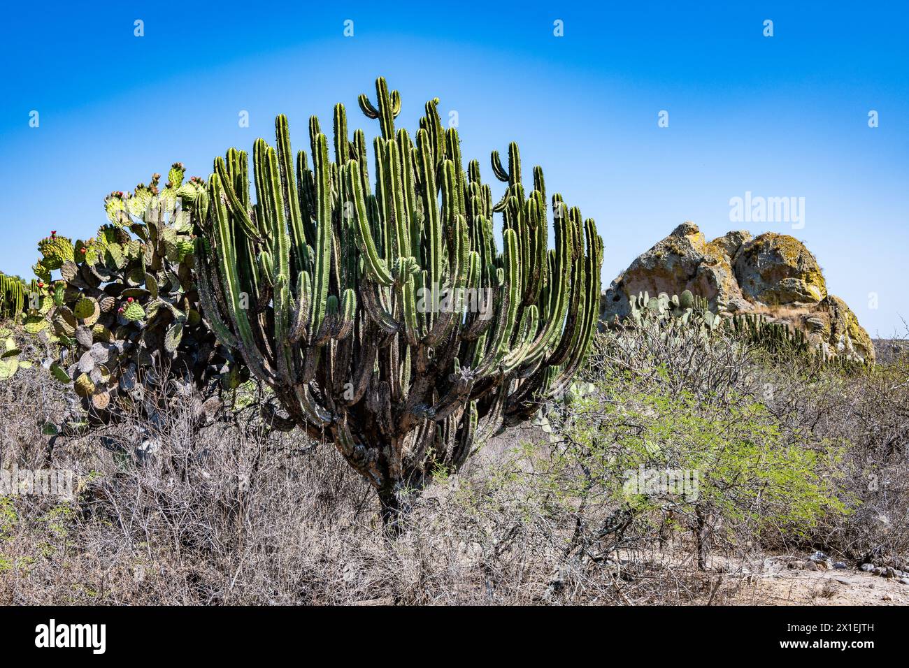 Riesenkaktus (Myrtillocactus schenckii) in der Wüste. Oaxaca, Mexiko. Stockfoto