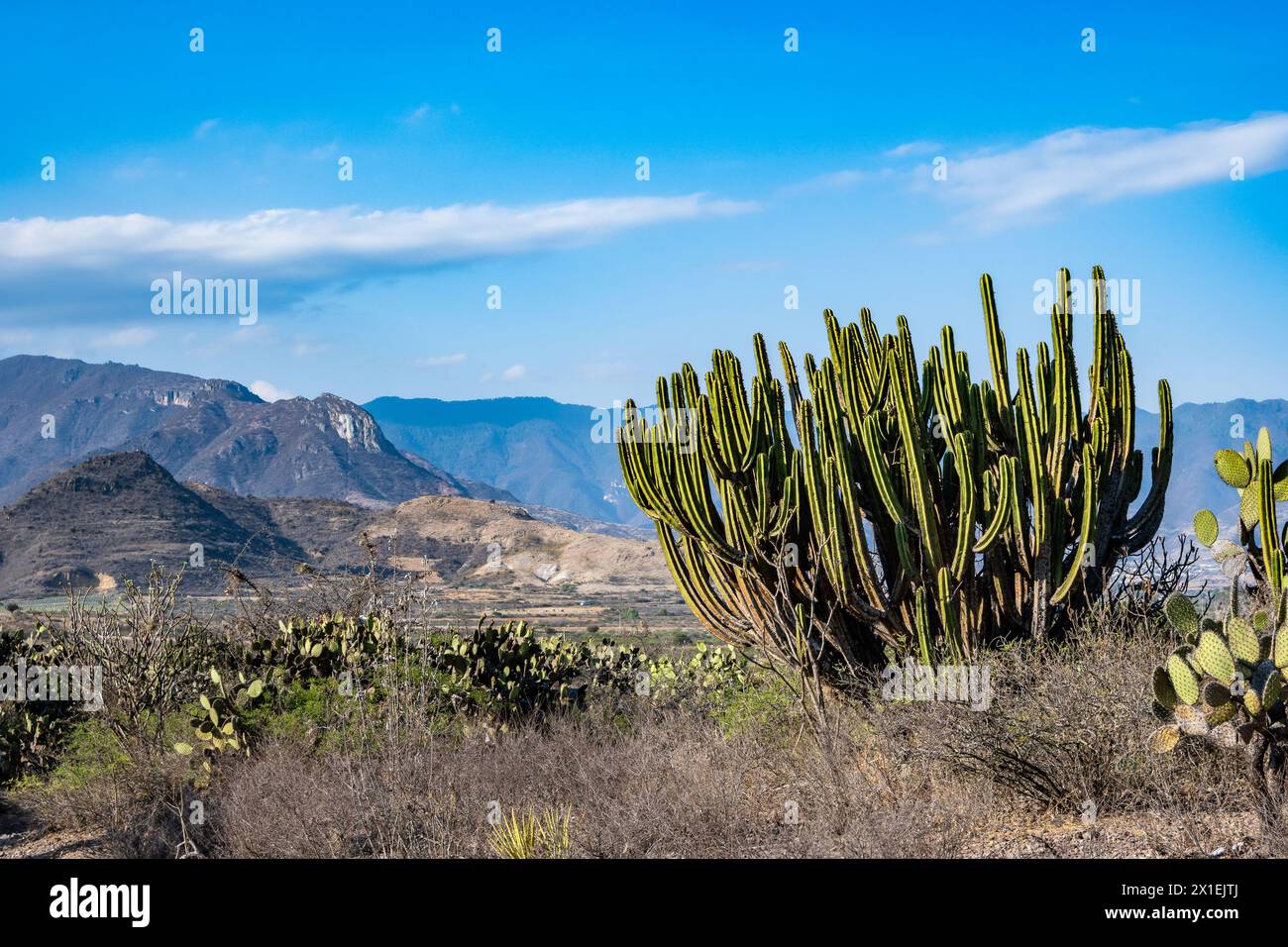 Riesenkaktus (Myrtillocactus schenckii) in der Wüste. Oaxaca, Mexiko. Stockfoto