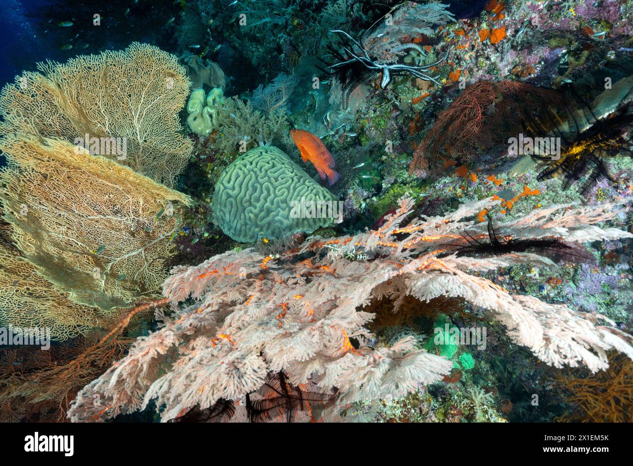 Das Riff ist landschaftlich reizvoll mit Meeresfächern und Gehirnkorallen, Raja Ampat, West Papua Indonesien. Stockfoto