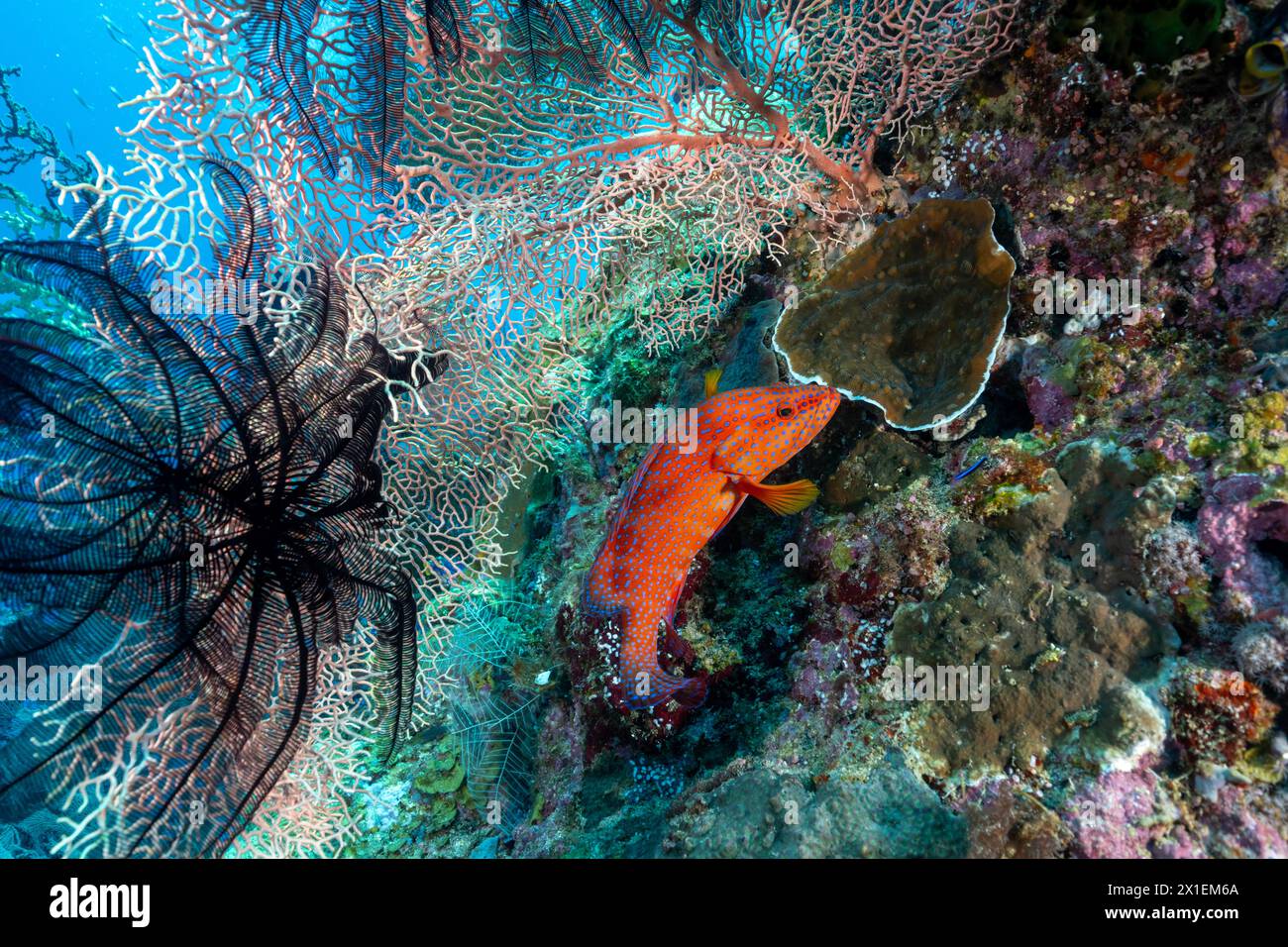 Korallenbarsch, Cephalopholis miniata, zwischen riesigen Meeresfächern, Euplexaura sp., Raja Ampat Indoneia. Stockfoto