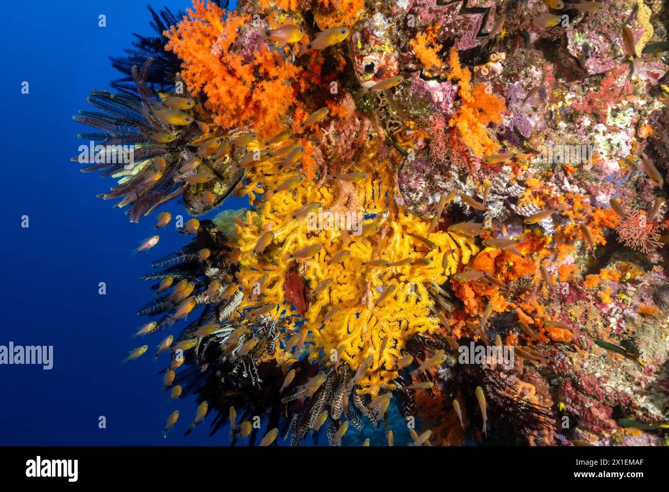 Buntes Riff mit weichen Korallen, Krinoiden und Ringtaien, Apogon aureus, Raja Ampat Indonesien. Stockfoto