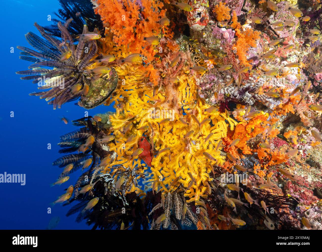 Buntes Riff mit weichen Korallen, Krinoiden und Ringtaien, Apogon aureus, Raja Ampat Indonesien. Stockfoto