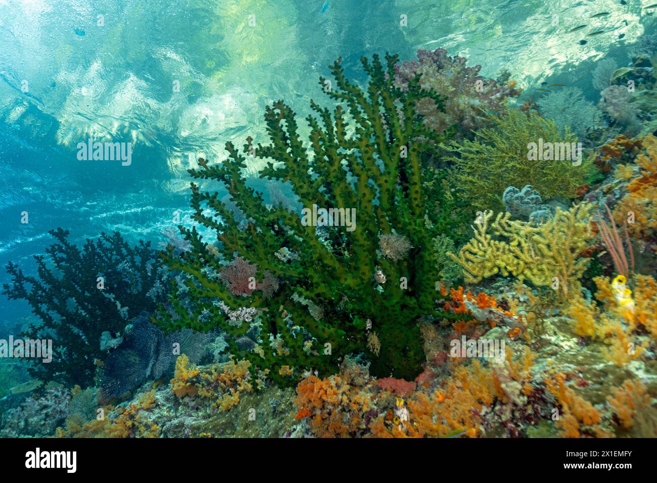 Malerisches Riff mit grüner Tubastraea, Tubastraea micranthus, Raja Ampat Indonesia. Stockfoto