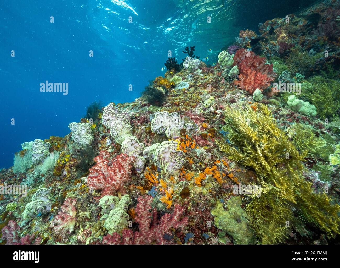 Malerisches Riff mit weichen Korallen mit der Dendronephthya-Spezies Raja Ampat Indonesia. Stockfoto