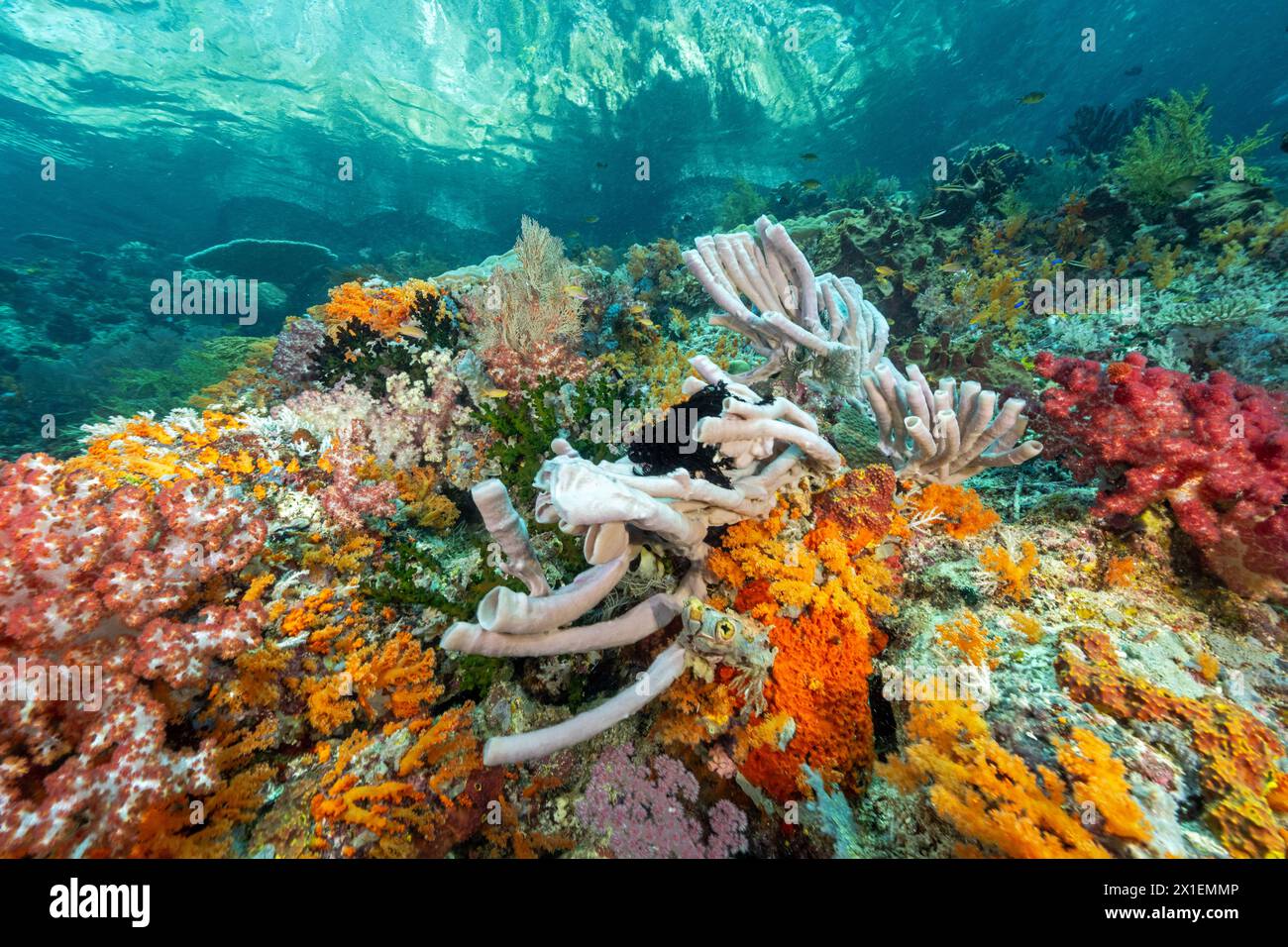 Malerisches Riff mit weichen Korallen und Schwämmen Raja Ampat Indonesia. Stockfoto
