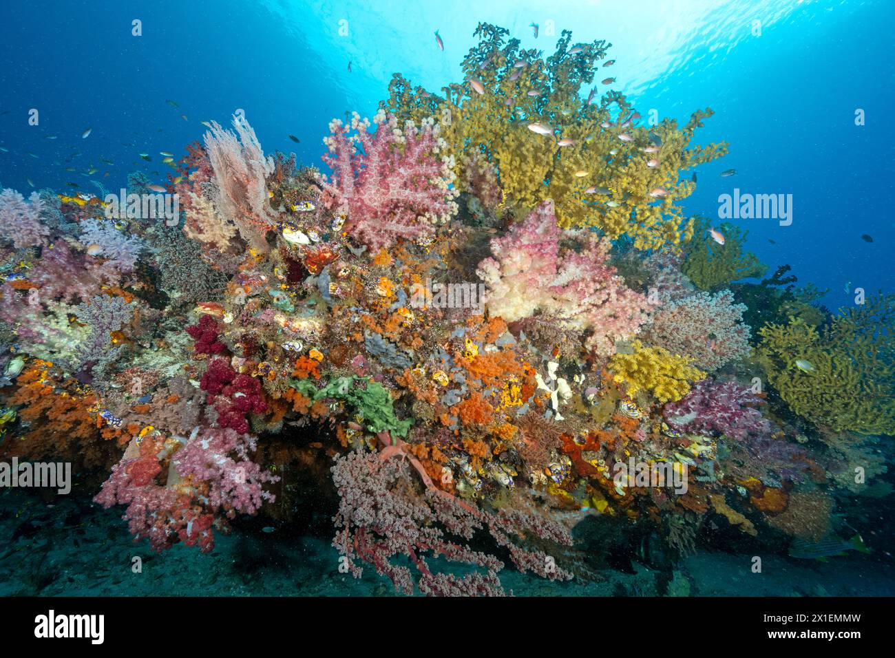 Riff landschaftlich mit Weichkorallen Raja Ampat Indonesien. Stockfoto